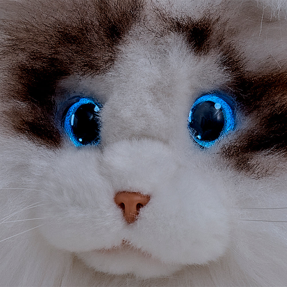 KIMIT ラグドール（ブラウン）