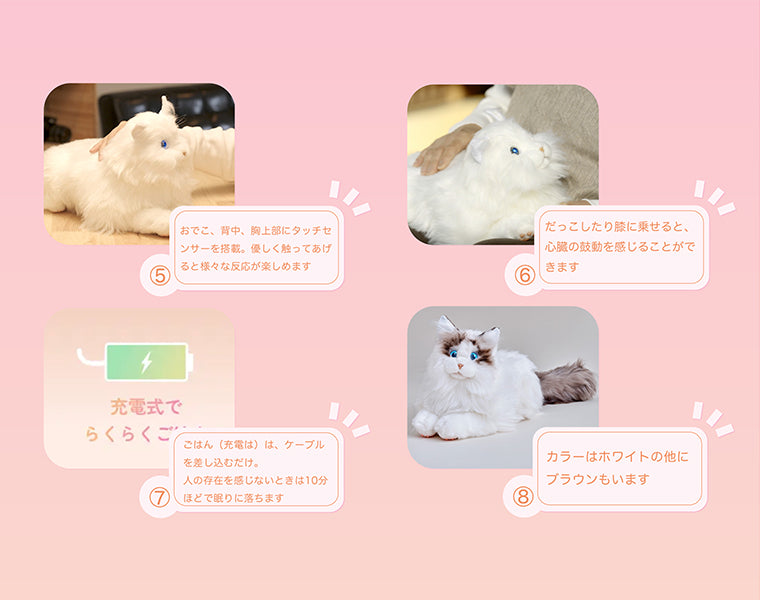 KIMITラグドール（ホワイト）